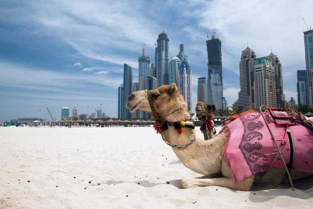 camel_at_the_urban_backgourn_of_Dubai_zps49e9395f.jpg