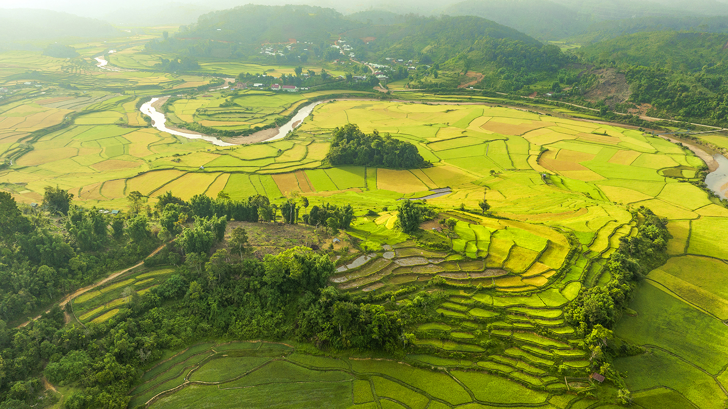 061517h5 Một bức tranh hữu tình khi mùa lúa chín.jpg