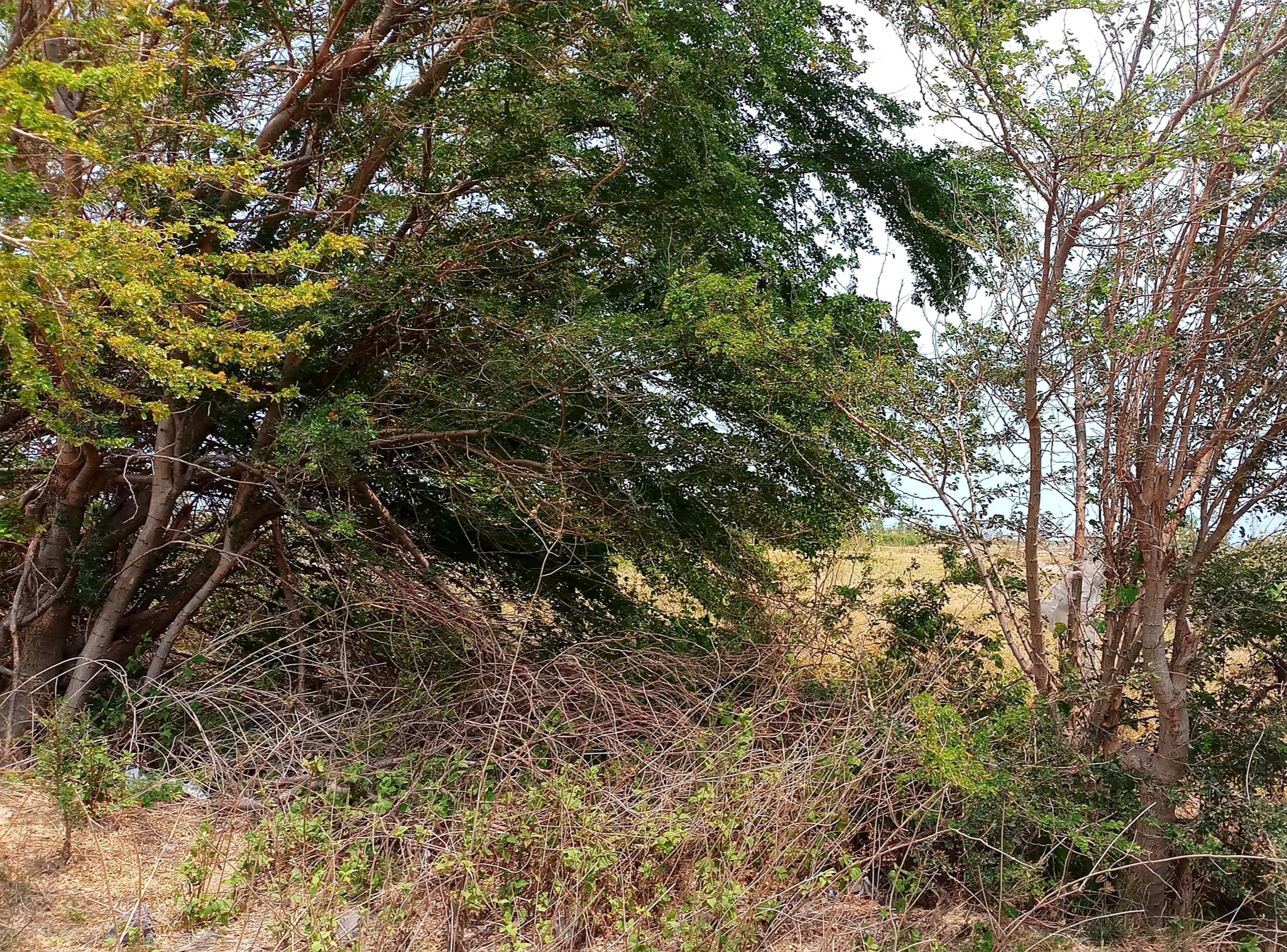 20190814_181816.jpg