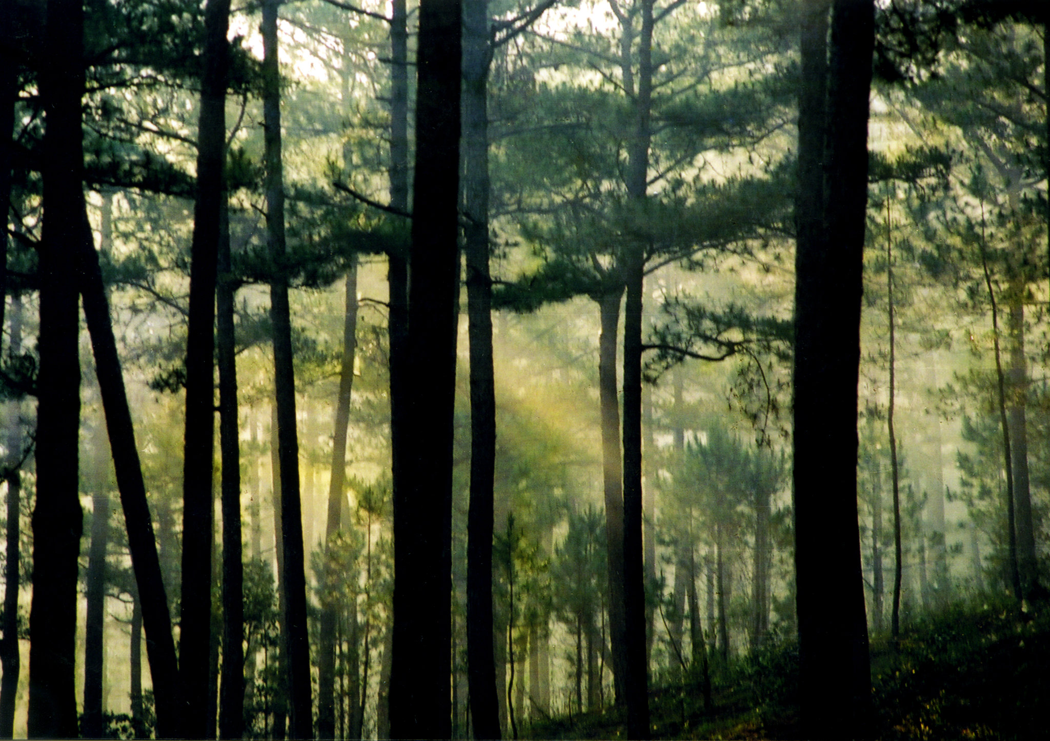 33. Binh minh Da Lat.jpg