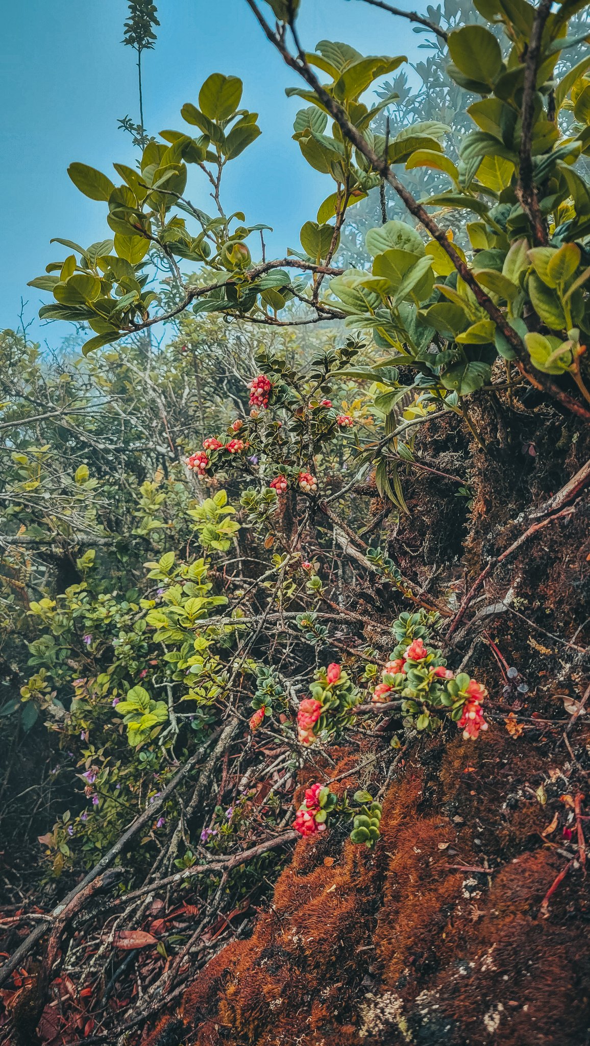 88.jpg