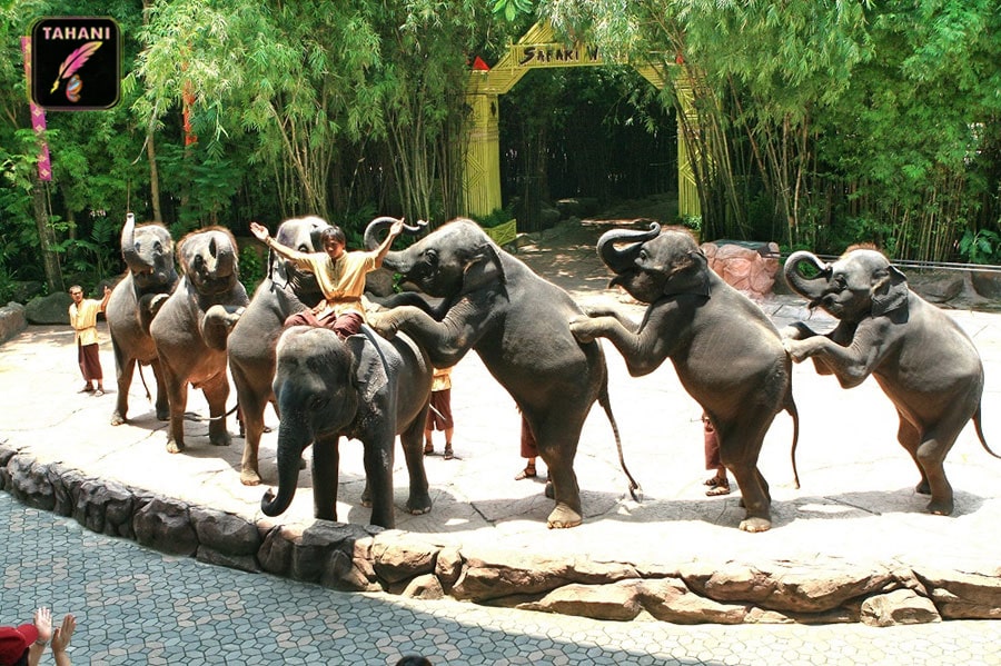buoi-trinh-dien-xiec-tai-flc-zoo-safari-park-quy-nhon-min.jpg