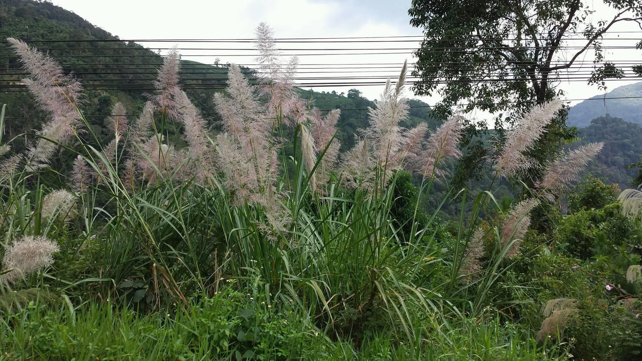D94C2AE6-A8C9-4A86-A251-3729FDD9ADE9.jpeg