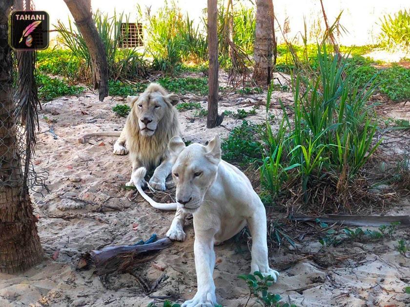 dan-su-tutrong-flc-zoo-park-min.jpg