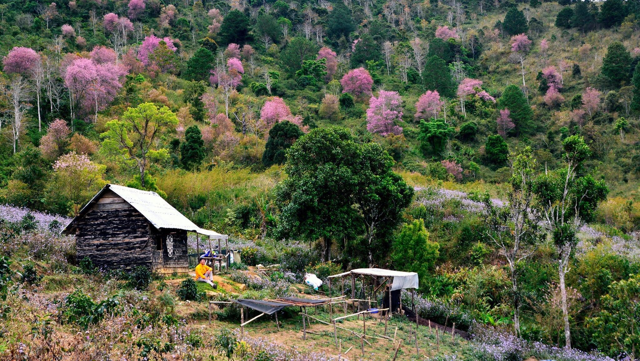 Đào.jpg