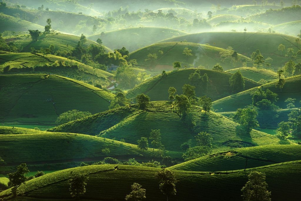 Đồi chè Long Cốc Phú Thọ.jpg