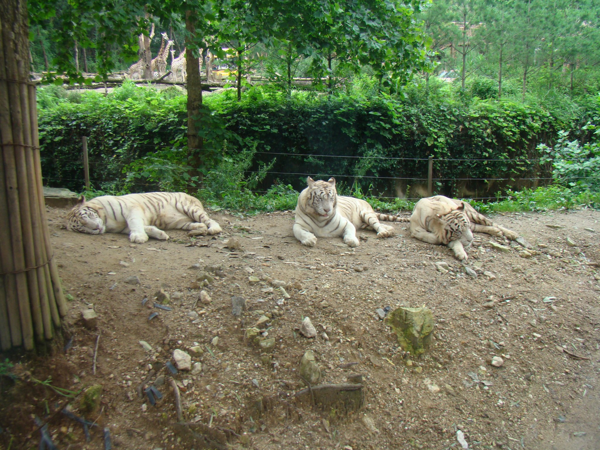 DSC03356.JPG