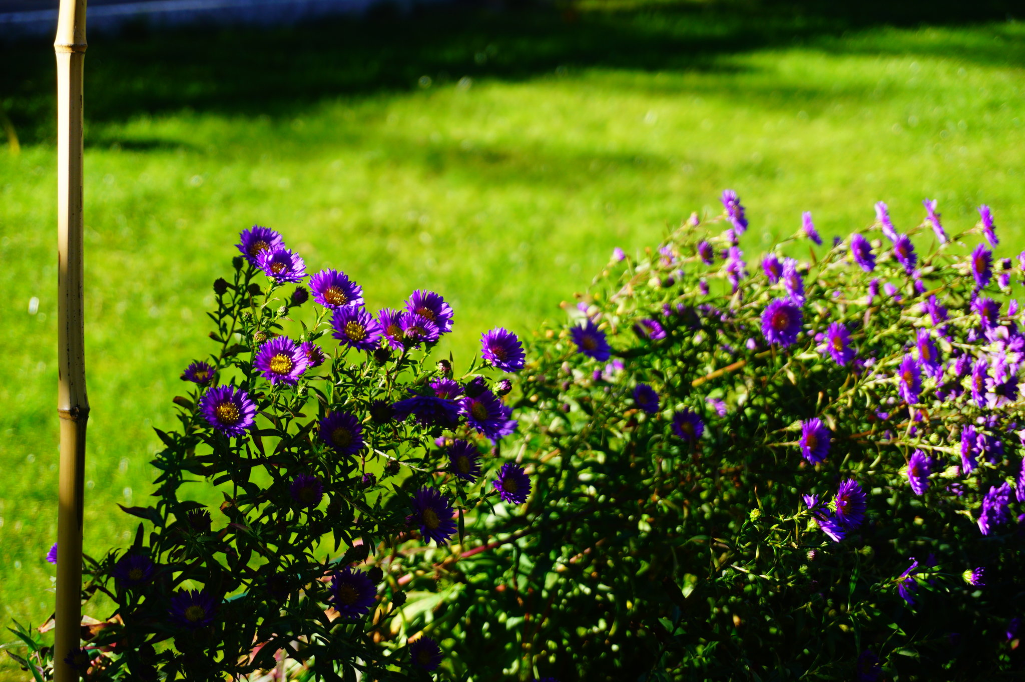 DSC07121.jpg