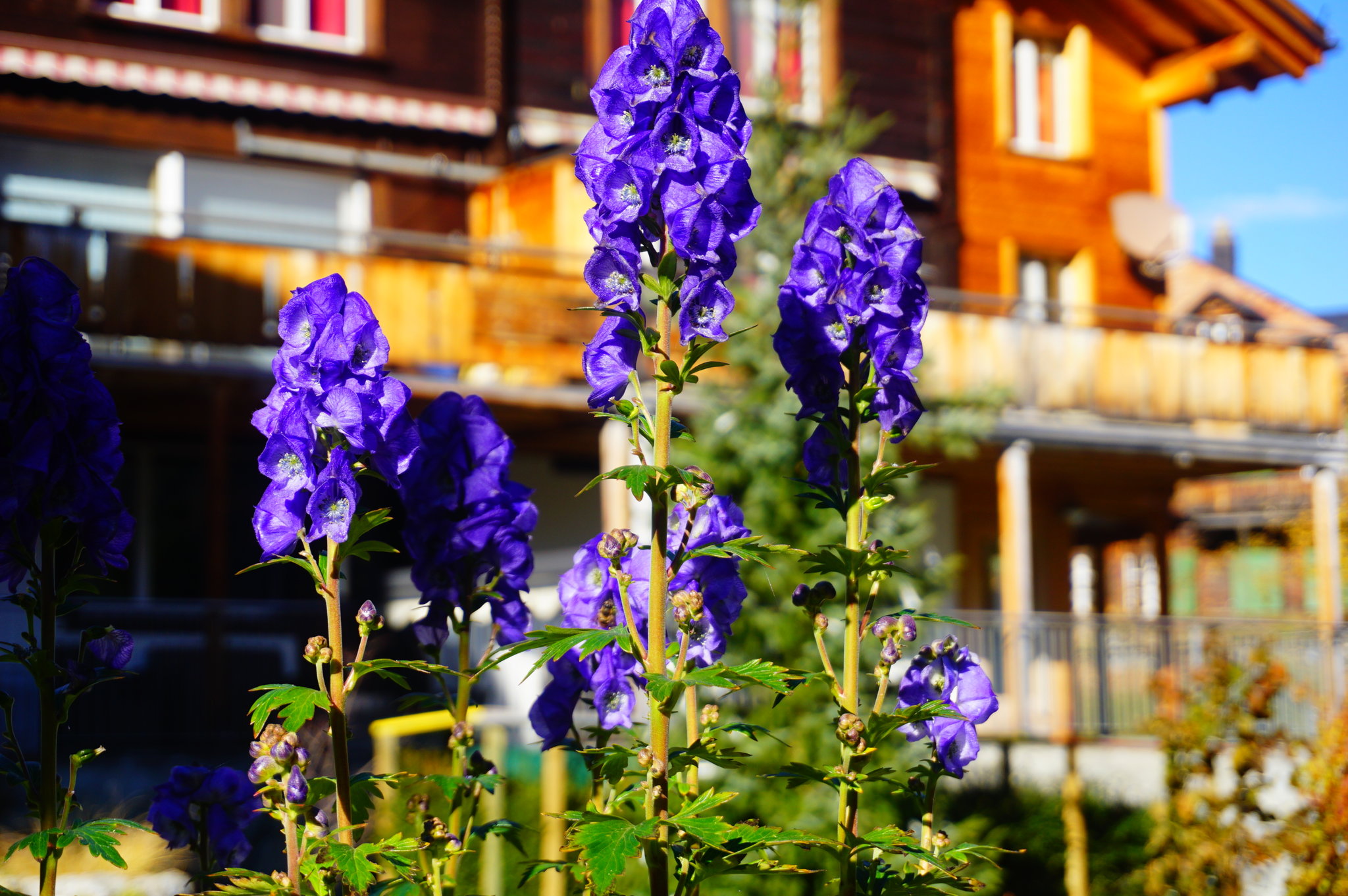 DSC07122.jpg