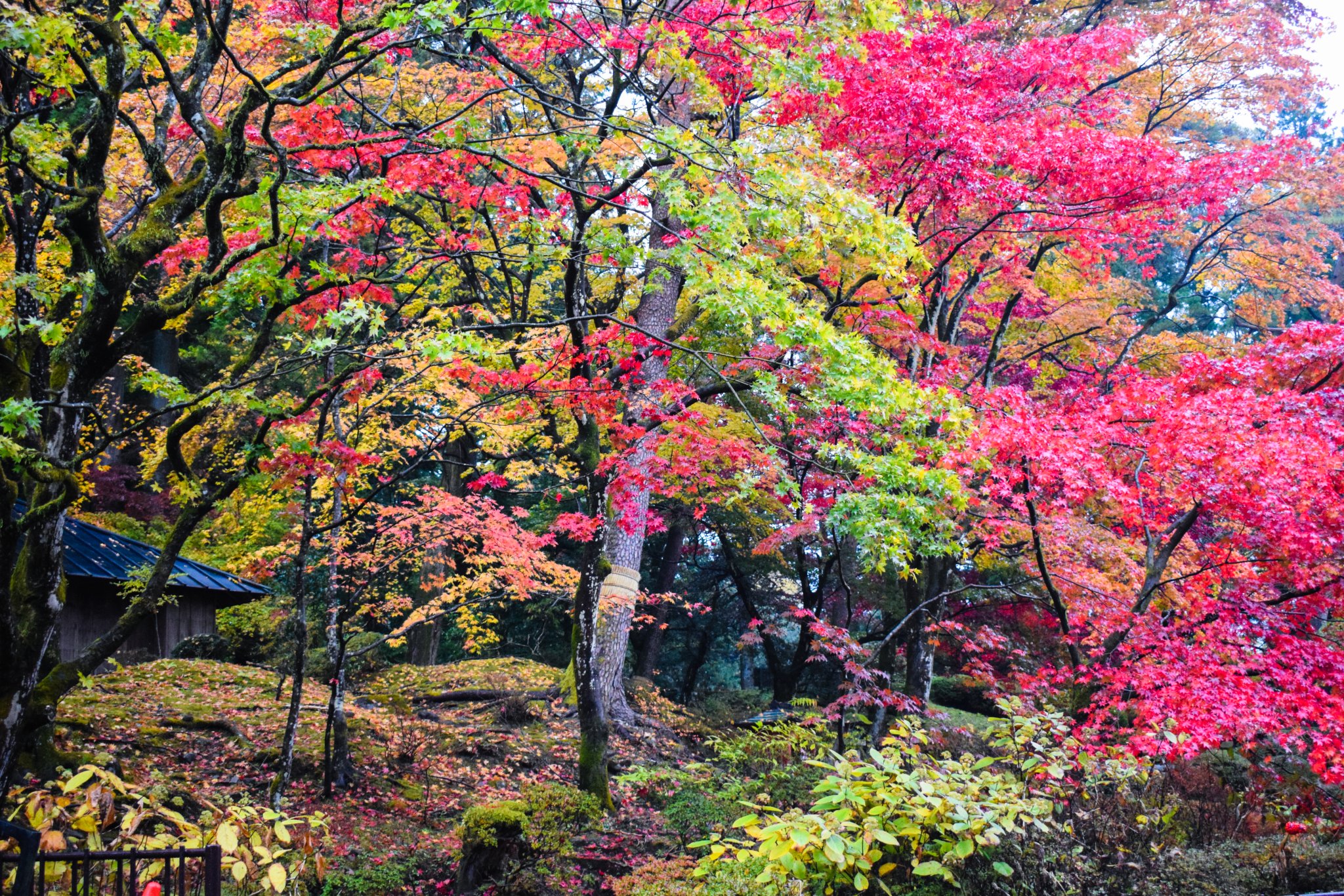 DSC_0113.jpg