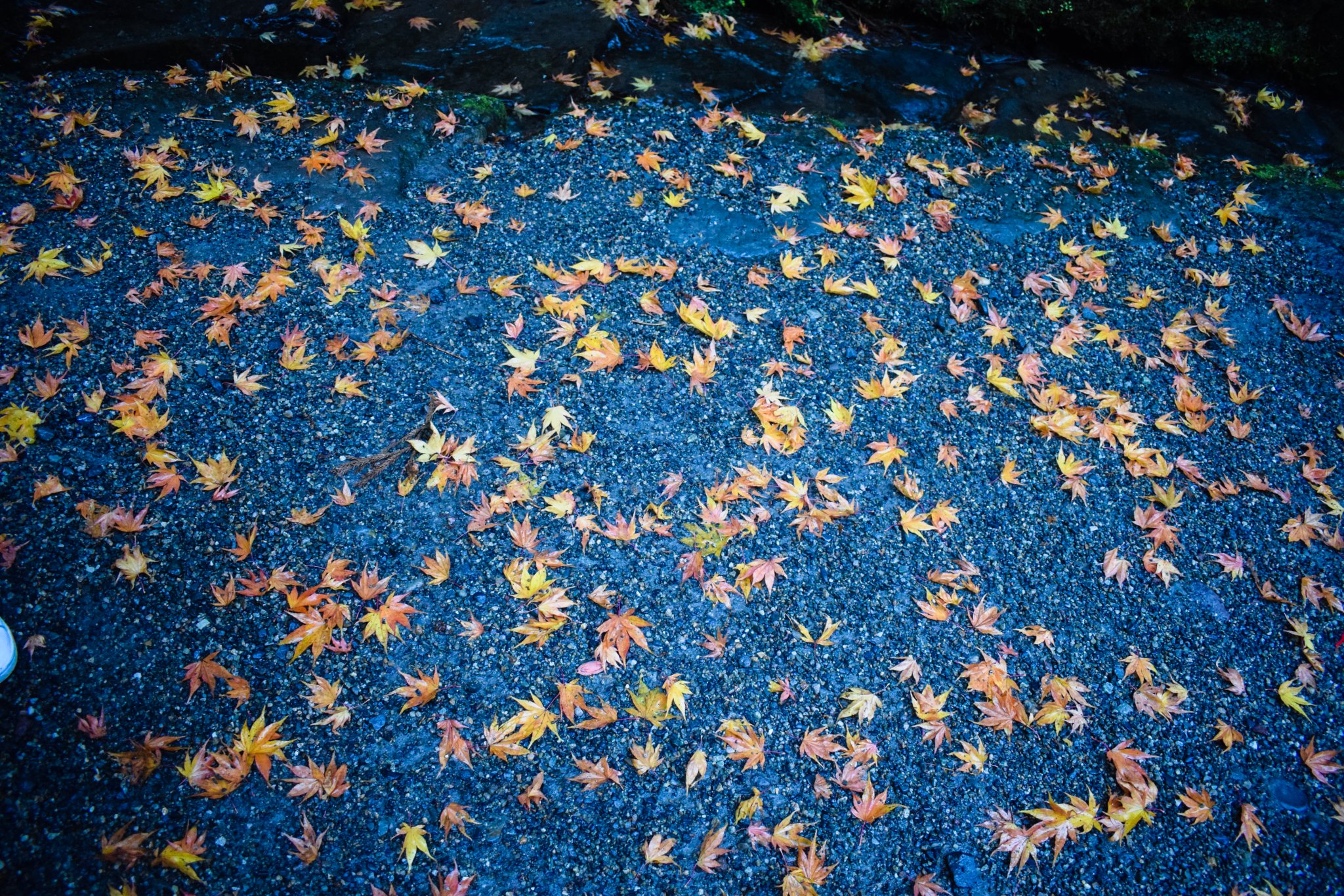 DSC_0146.jpg