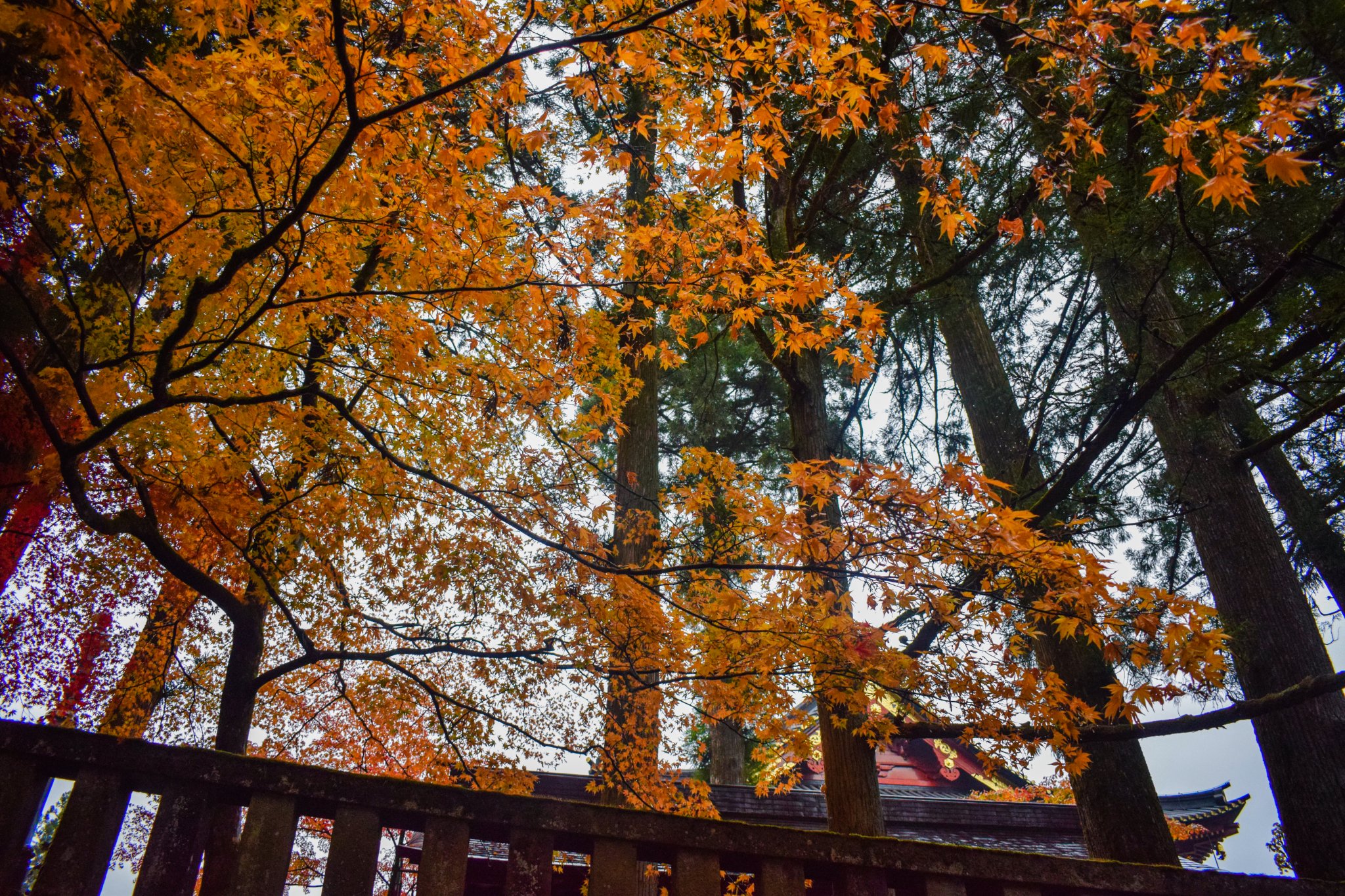 DSC_0147.jpg