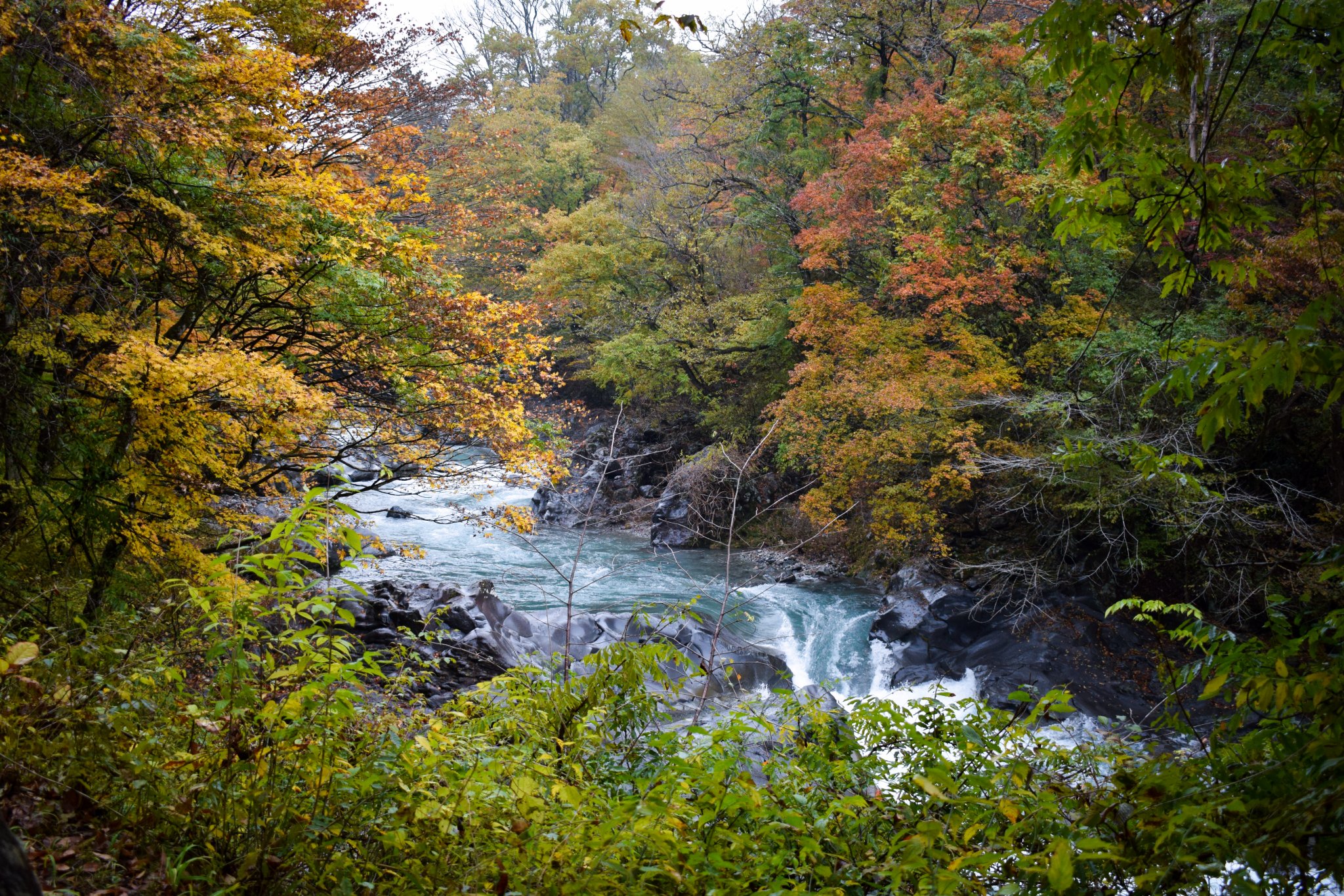 DSC_0337.jpg