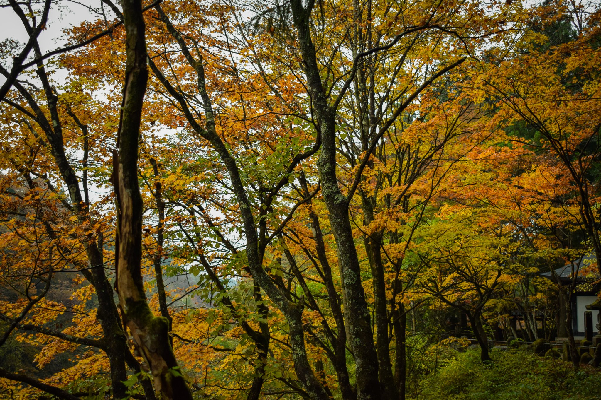 DSC_0351.jpg