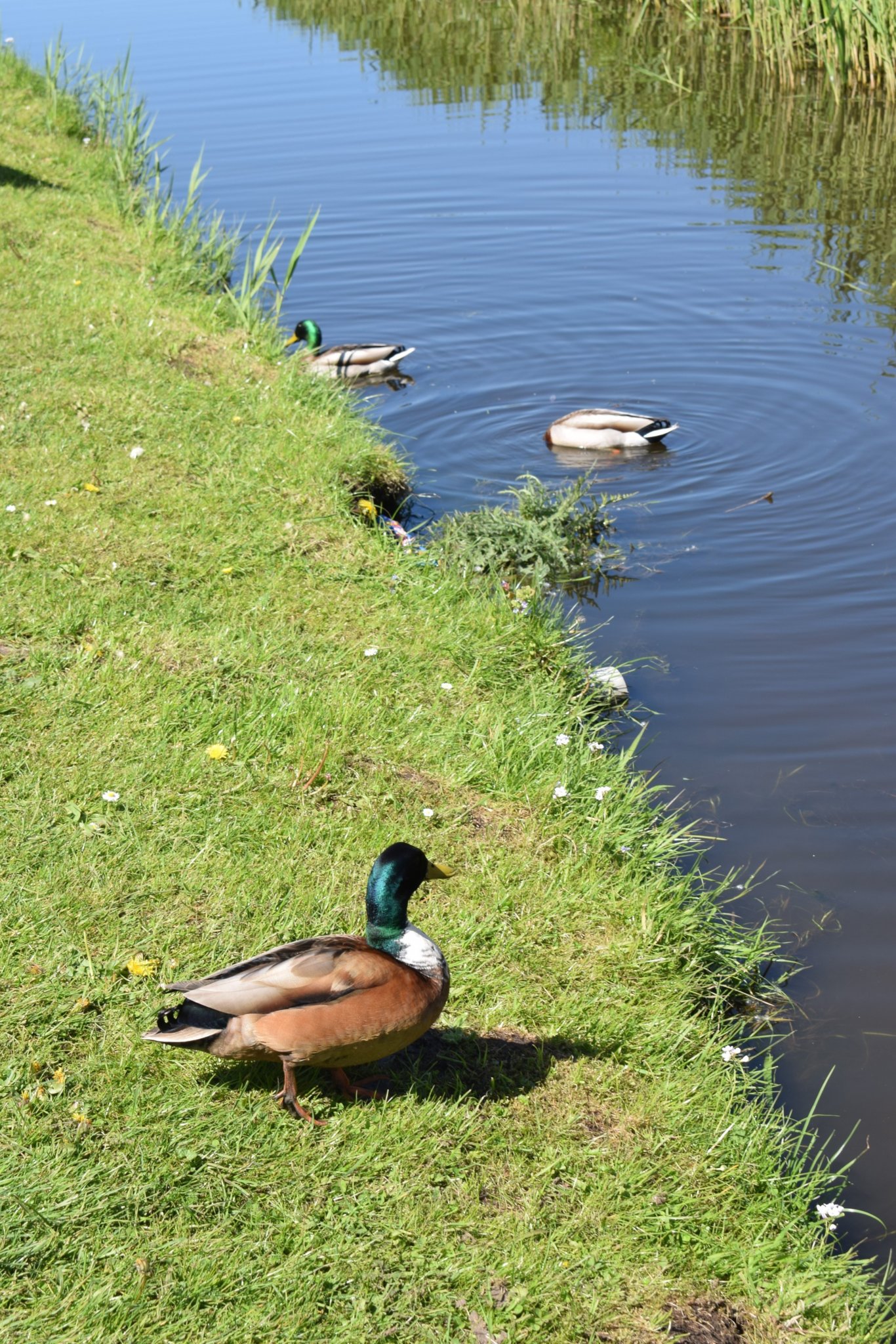DSC_0356.jpg