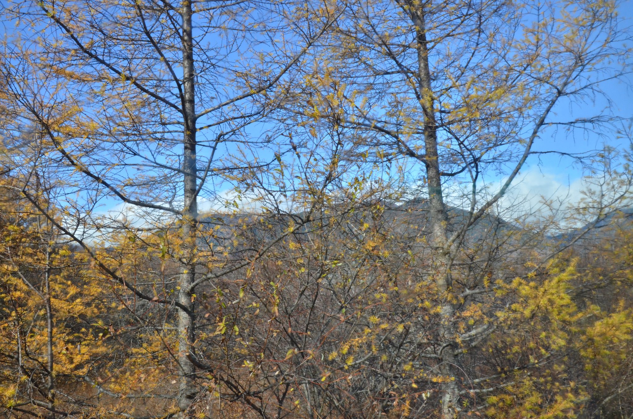DSC_2868.JPG