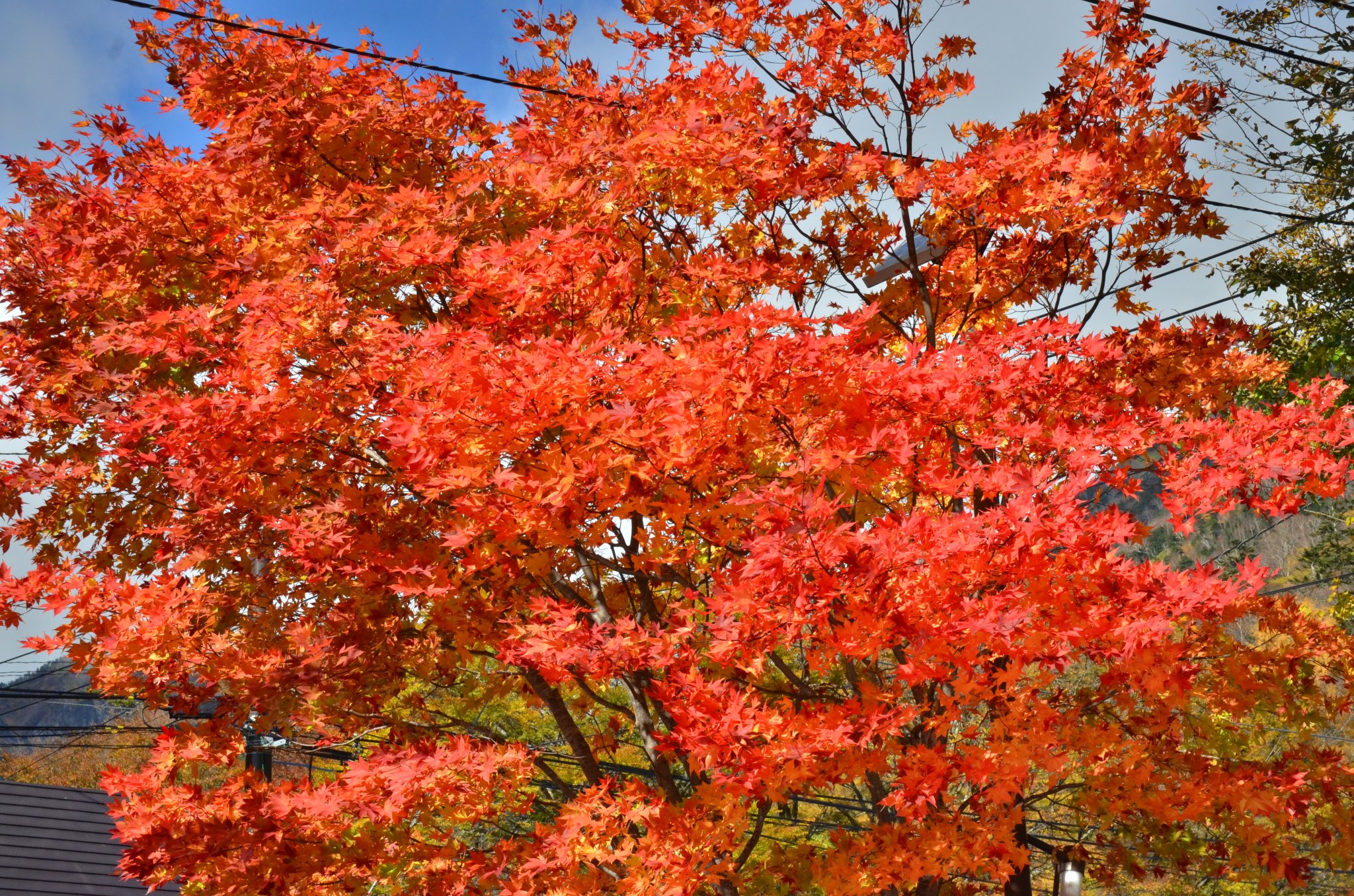 DSC_2877.JPG