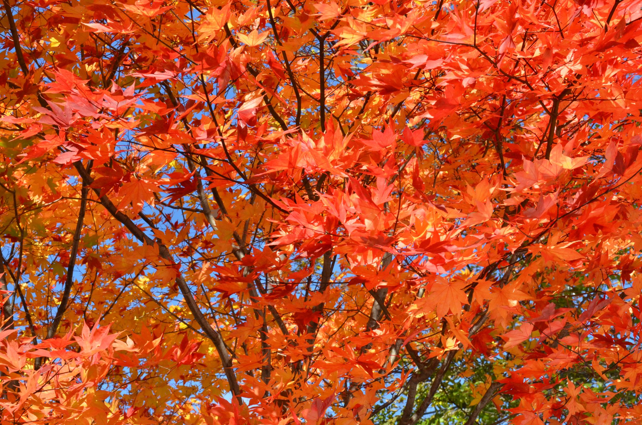 DSC_2878.JPG