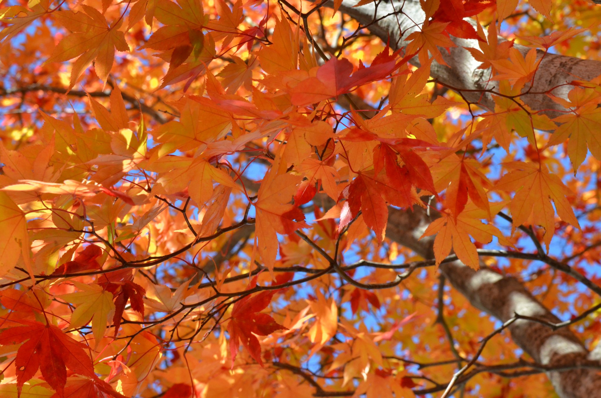 DSC_2883.JPG