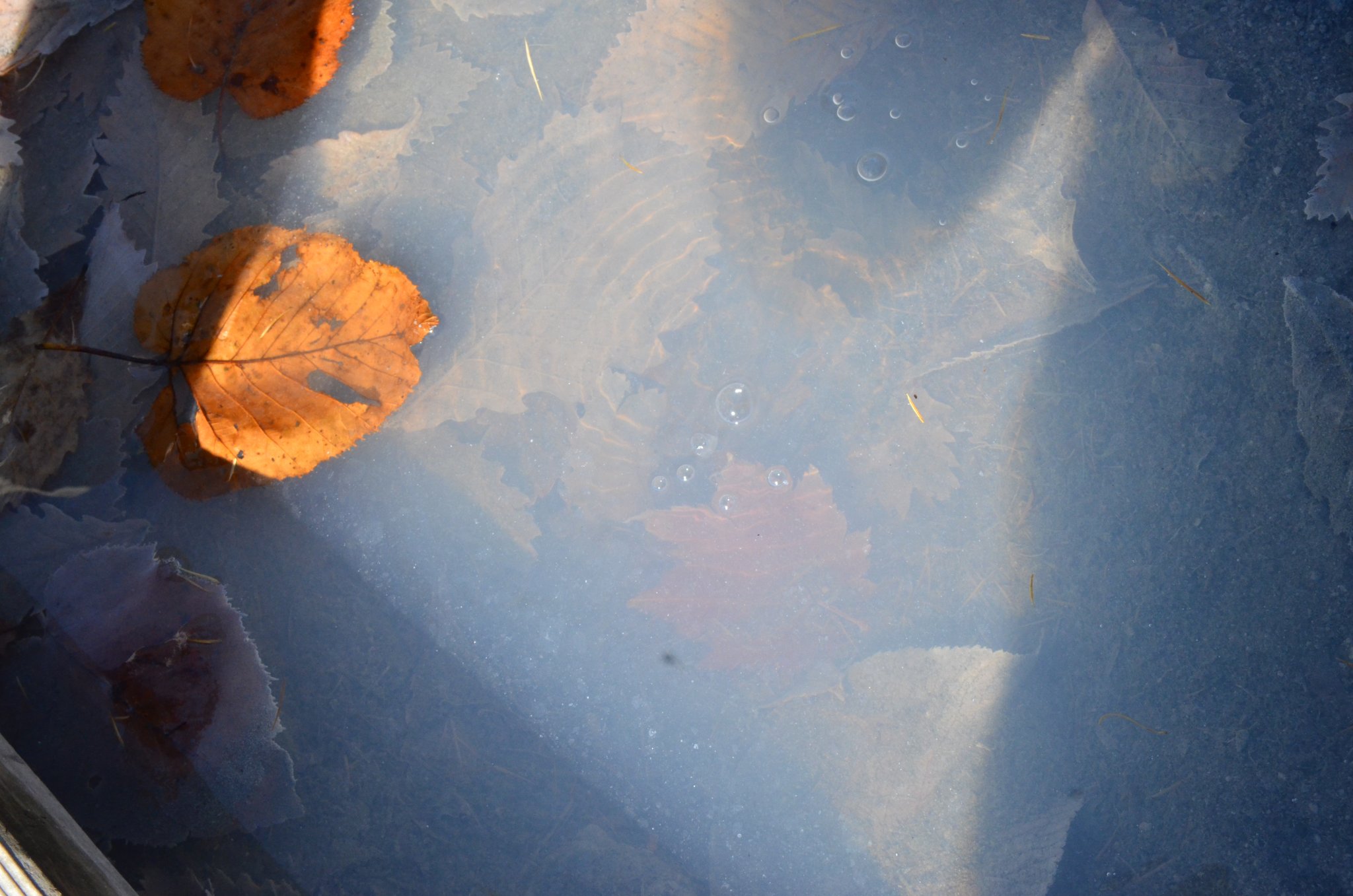 DSC_2898.JPG