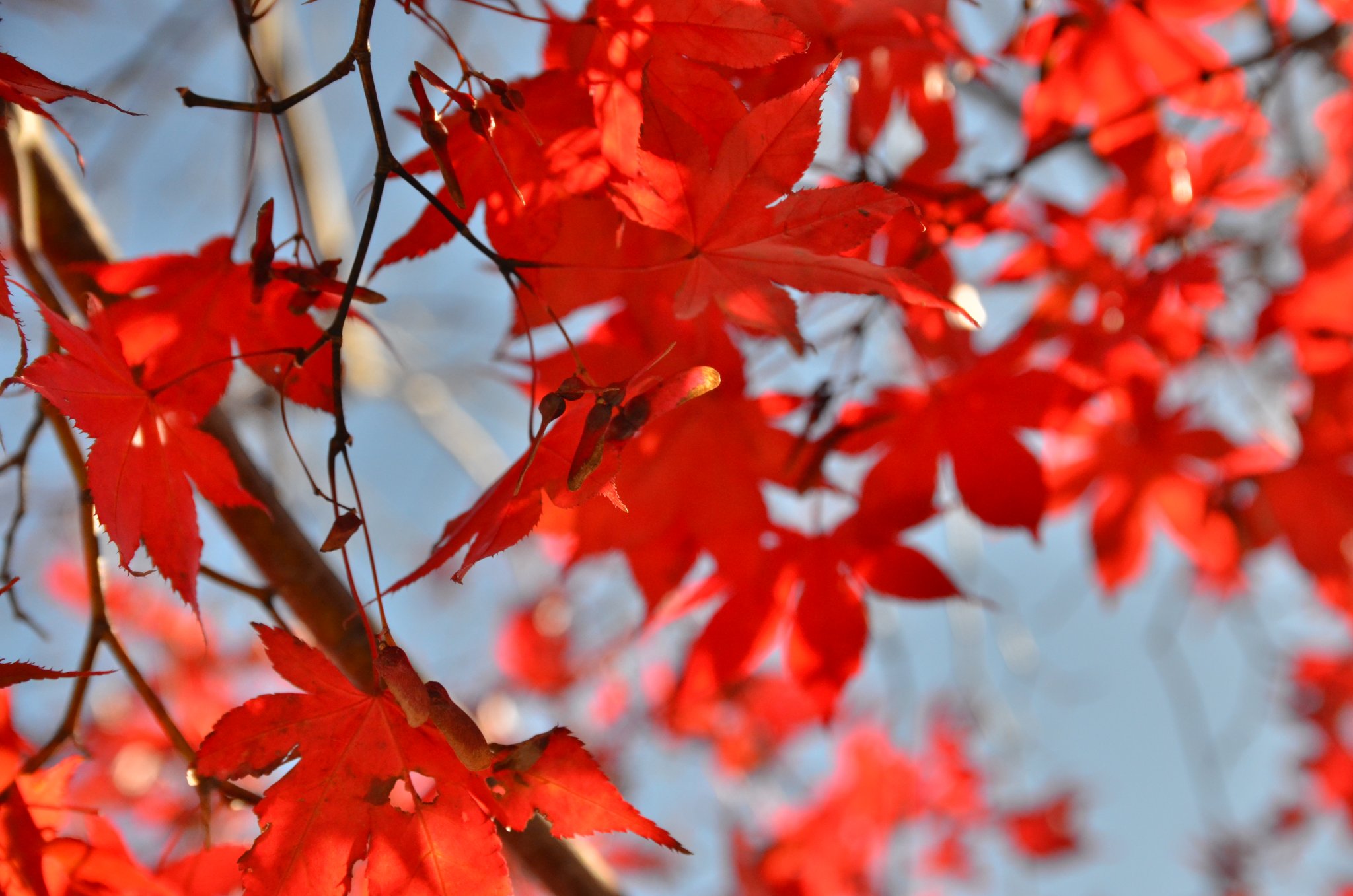 DSC_2921.JPG