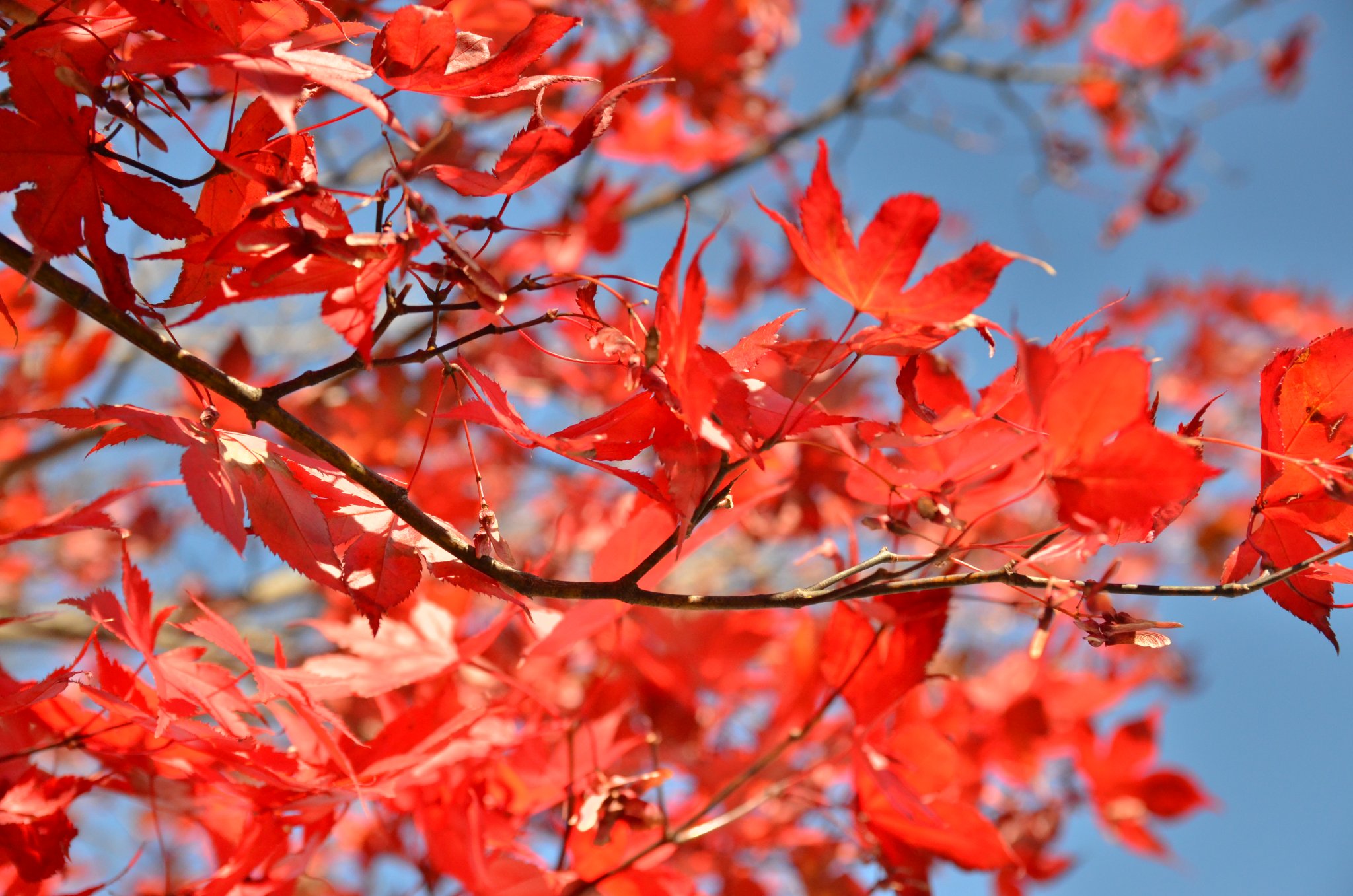 DSC_2922.JPG