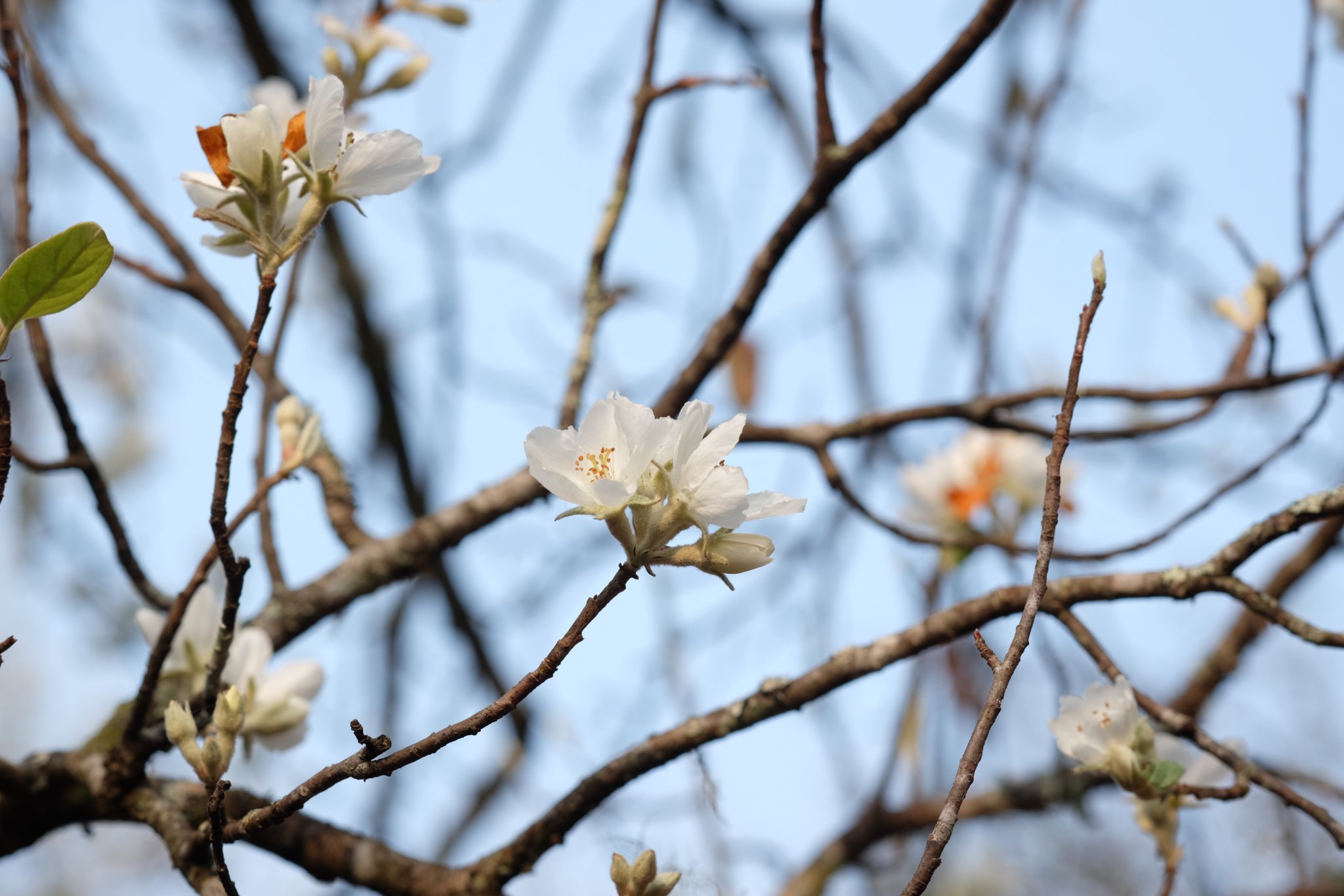 DSCF1043.JPG