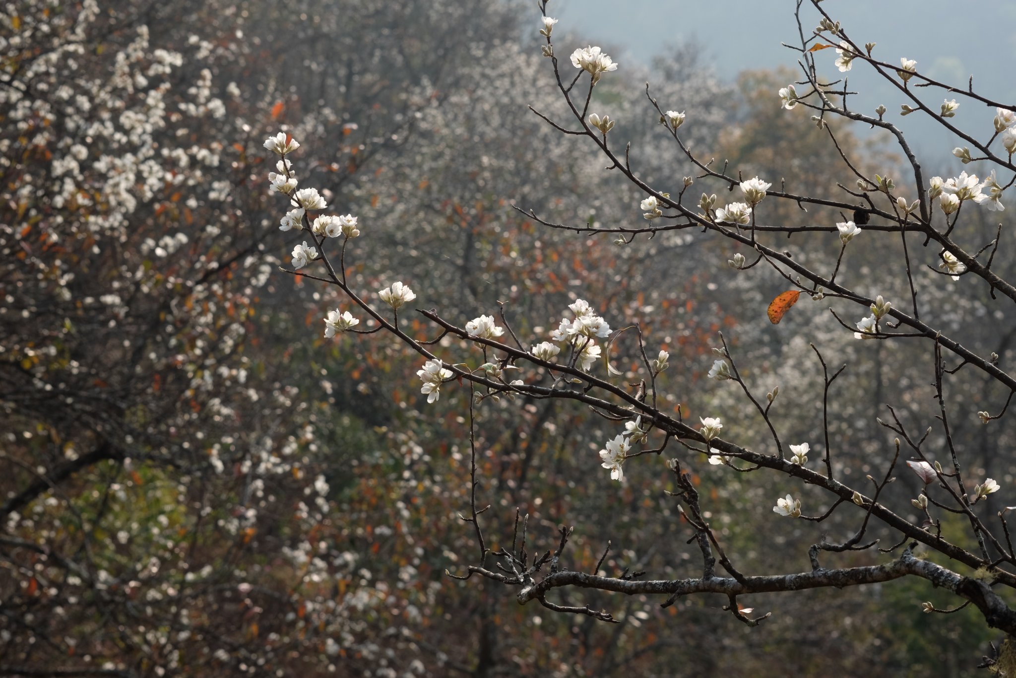 DSCF1045.JPG