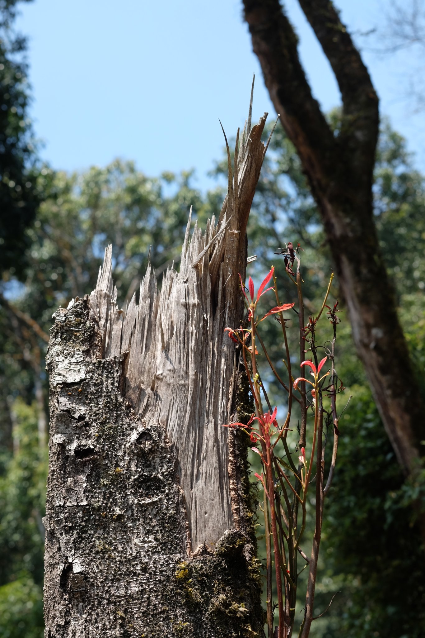 DSCF1078.JPG