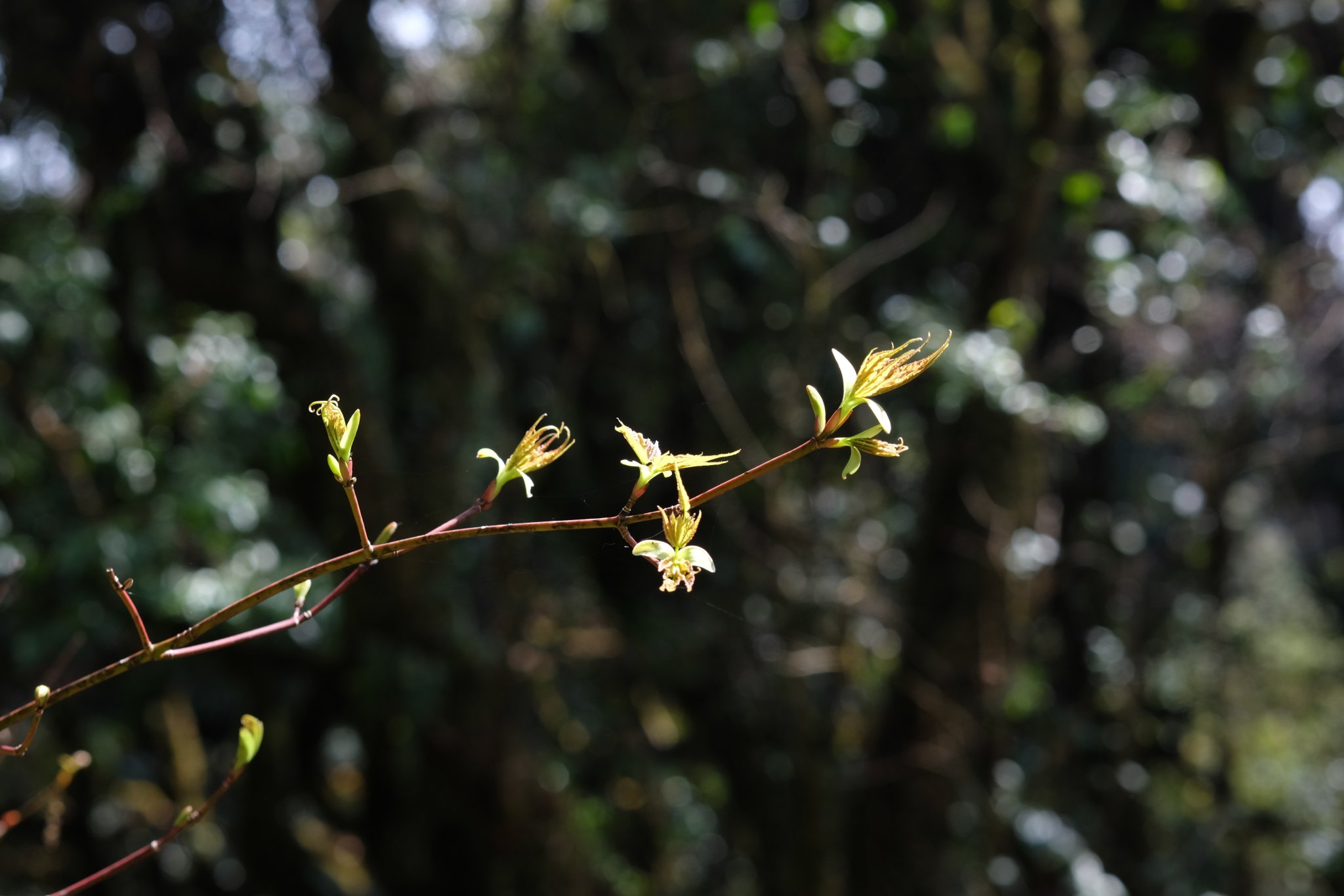 DSCF1127.JPG