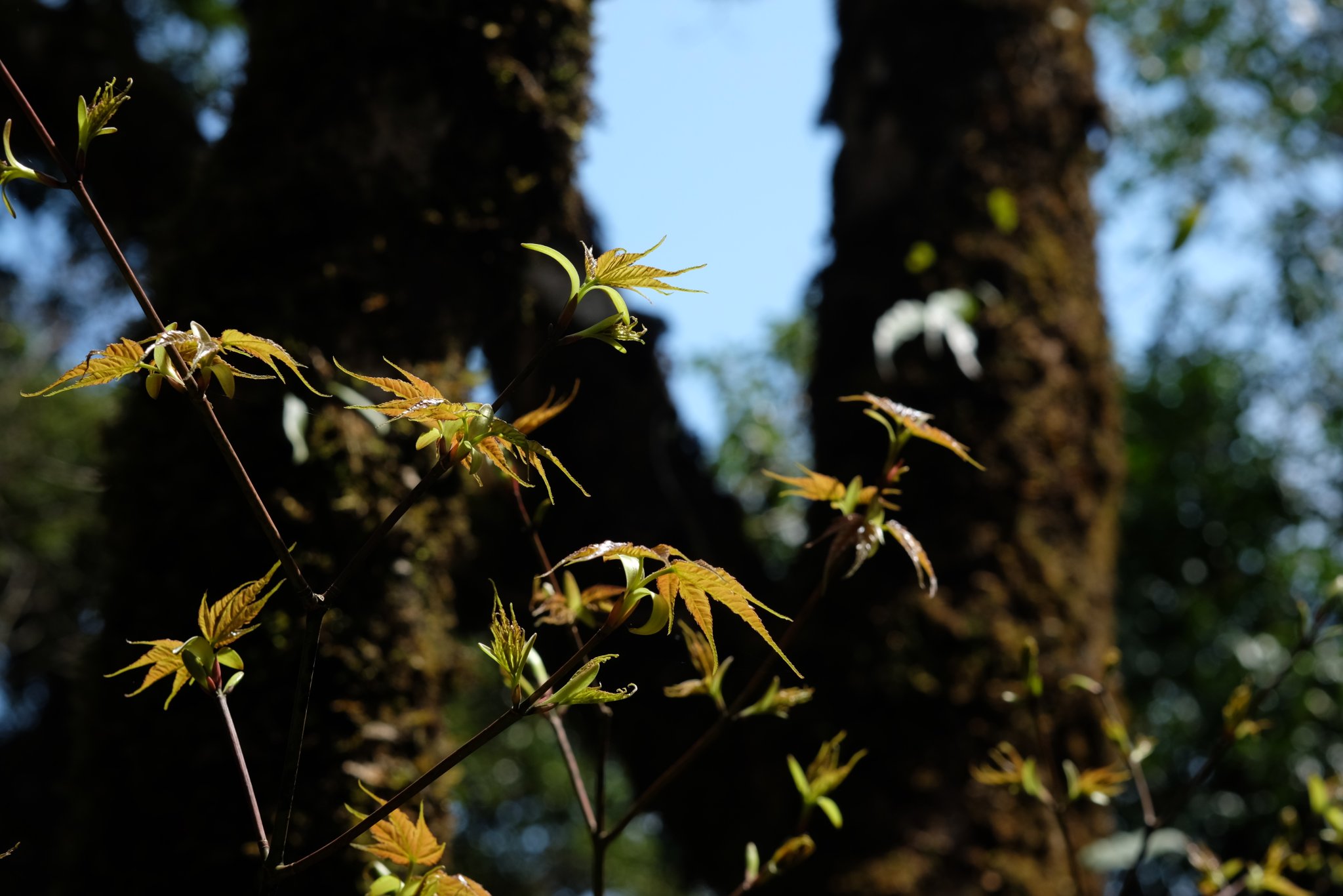 DSCF1129.JPG
