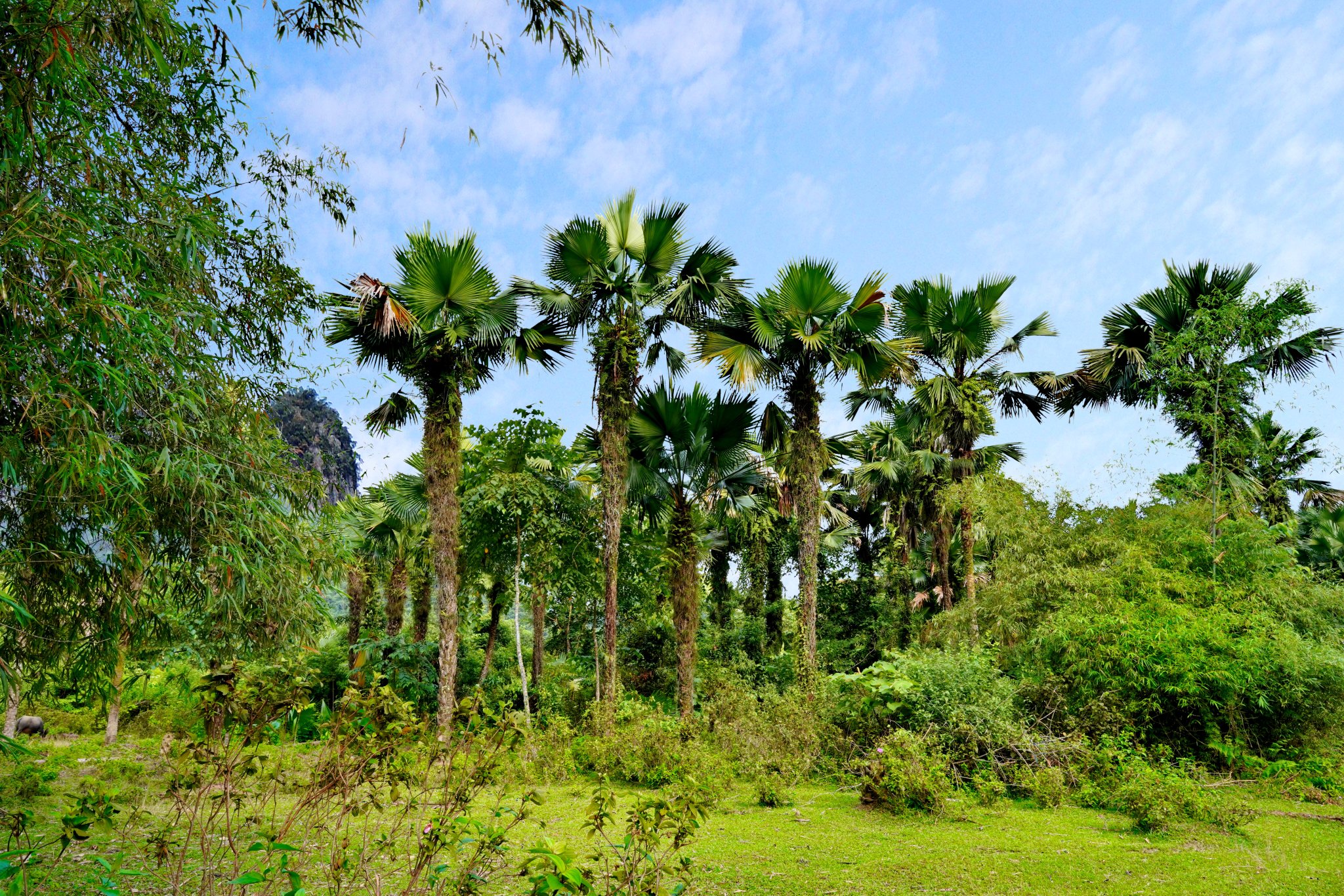 FSP04851.JPG