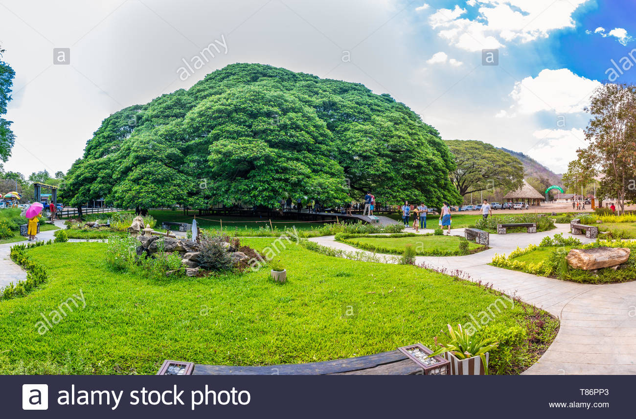 giant raintree.jpg