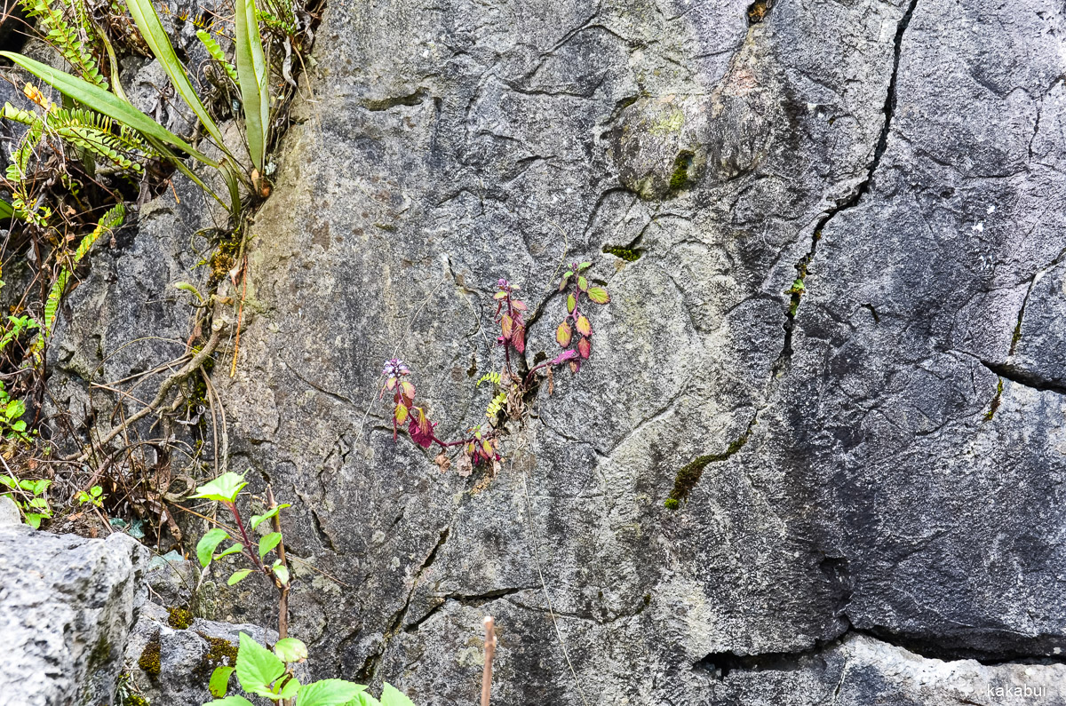 Hagiang 179.jpg