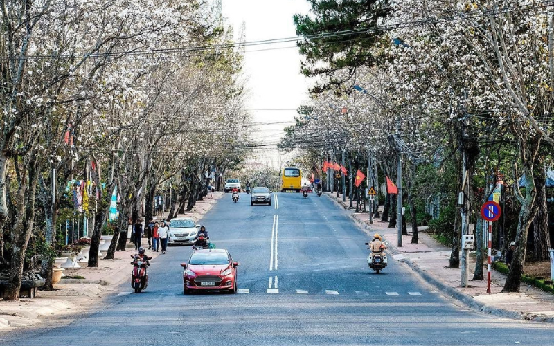 hoa-ban-trang-da-lat.png
