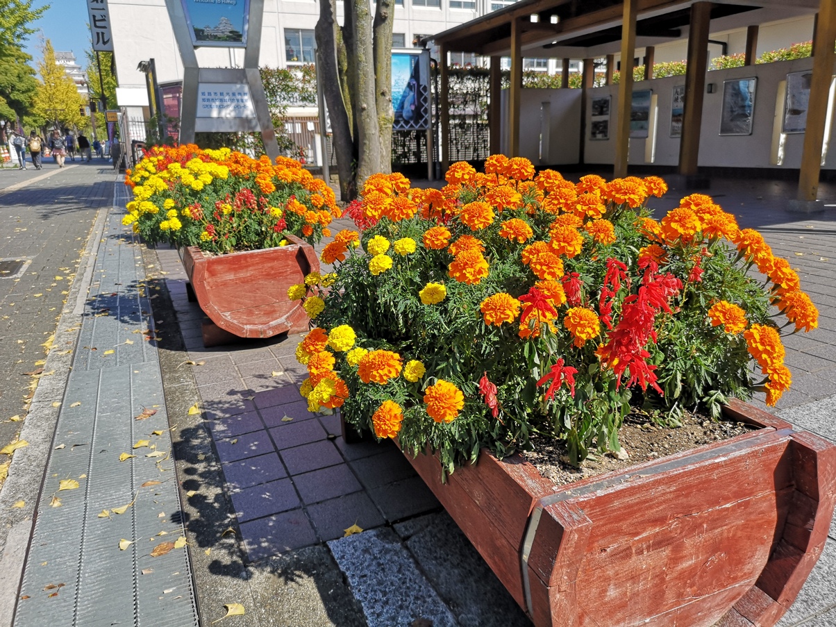 IMG_20181021_110503.jpg