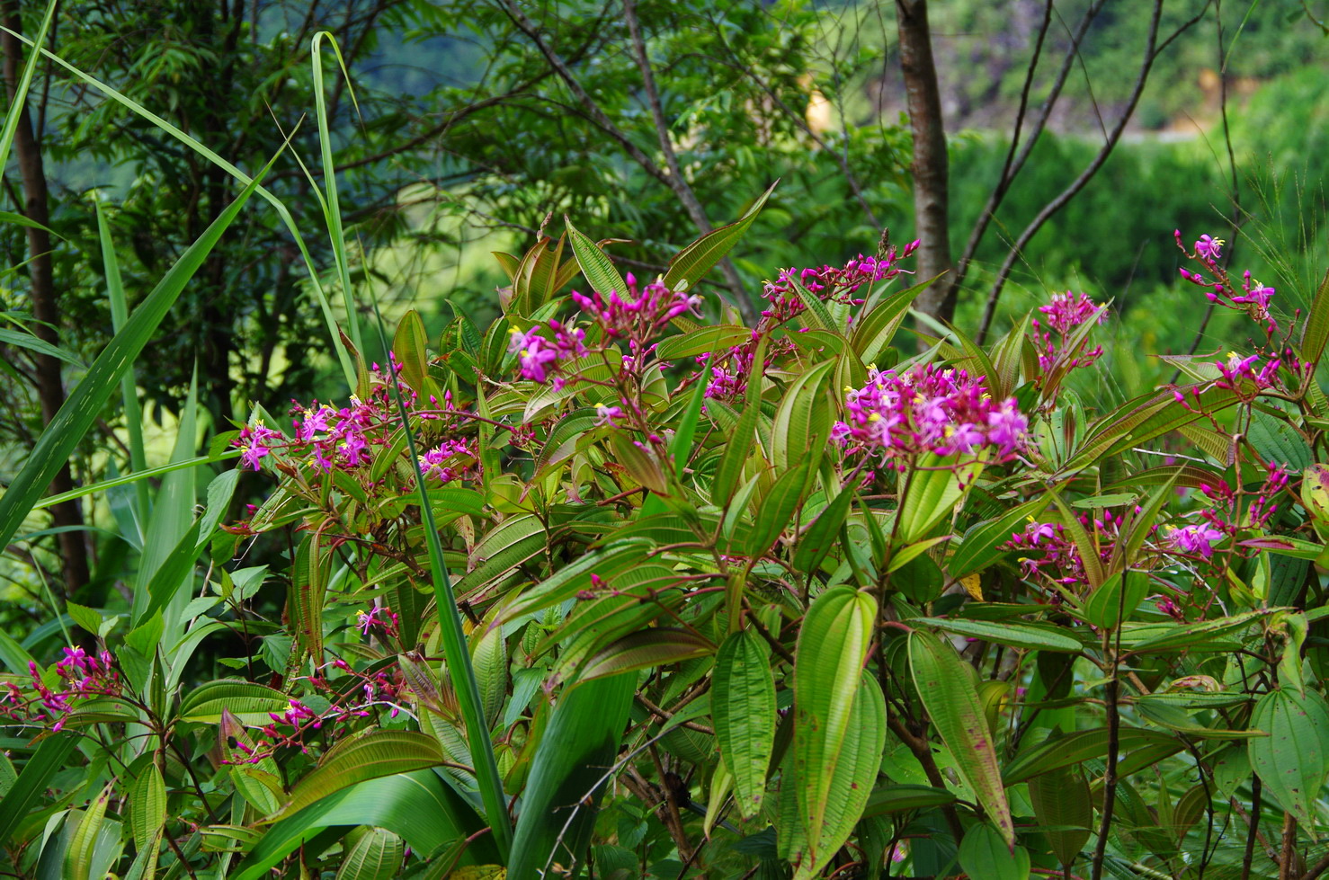 IMGP2925.JPG