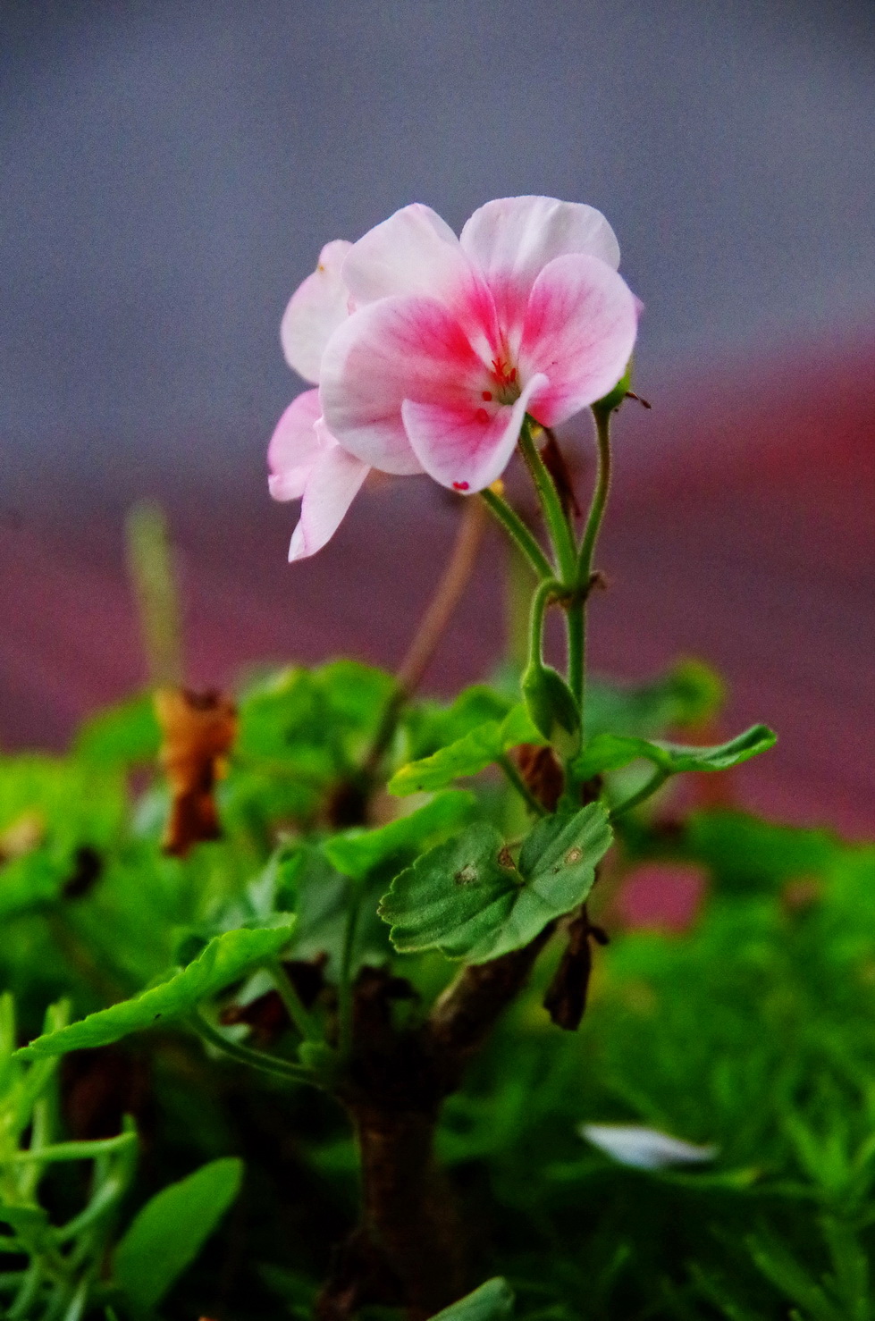 IMGP3221.JPG