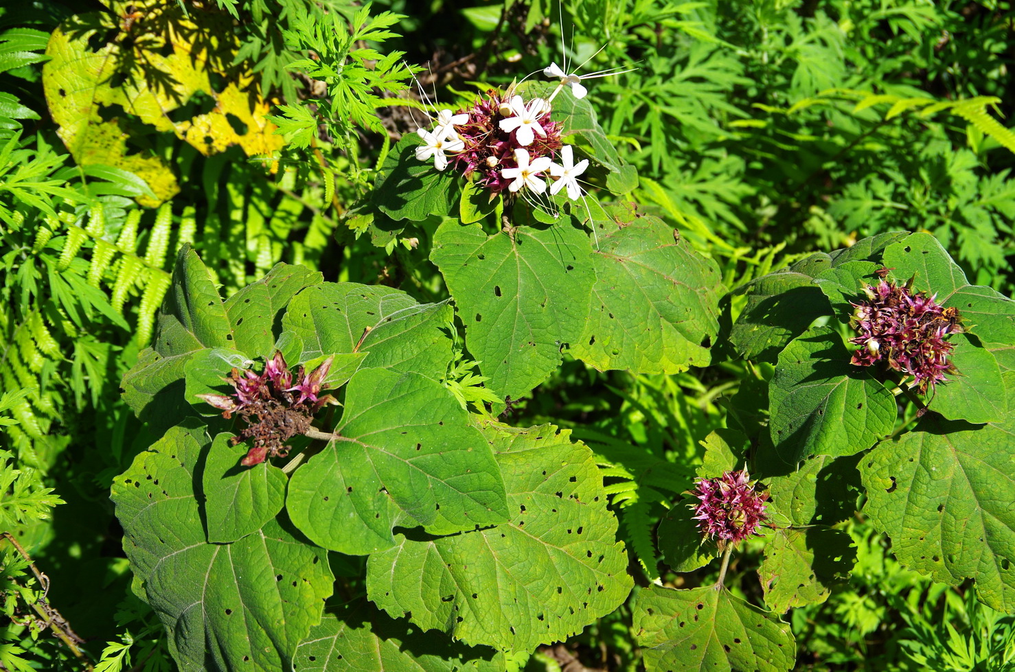 IMGP4135.JPG