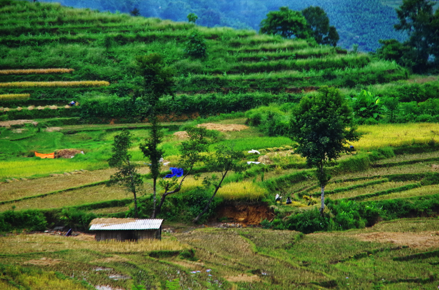 IMGP6410.JPG