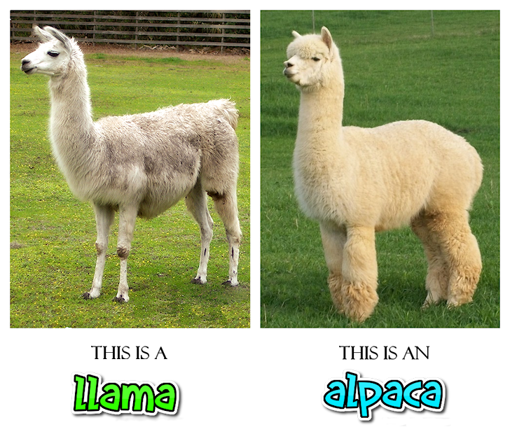 llama.png