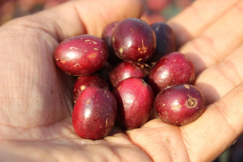 Moka Red Bourbon 2.jpg
