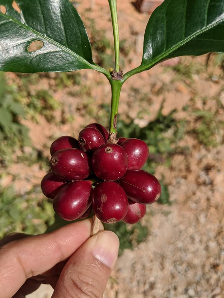 Moka Red Bourbon 3.jpg