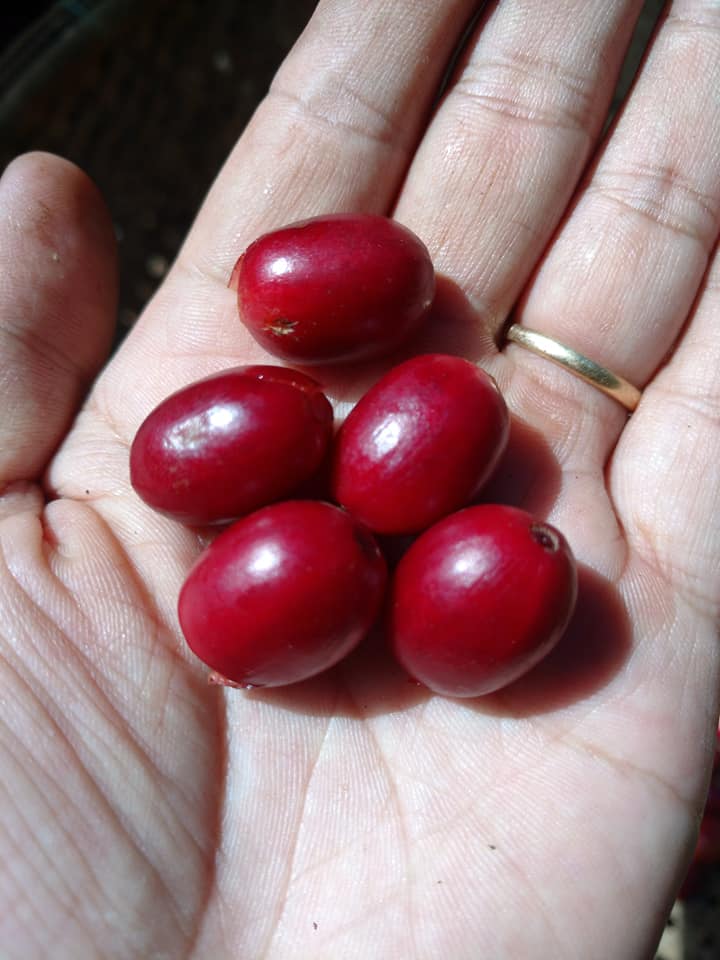 Moka Typica 2.jpg