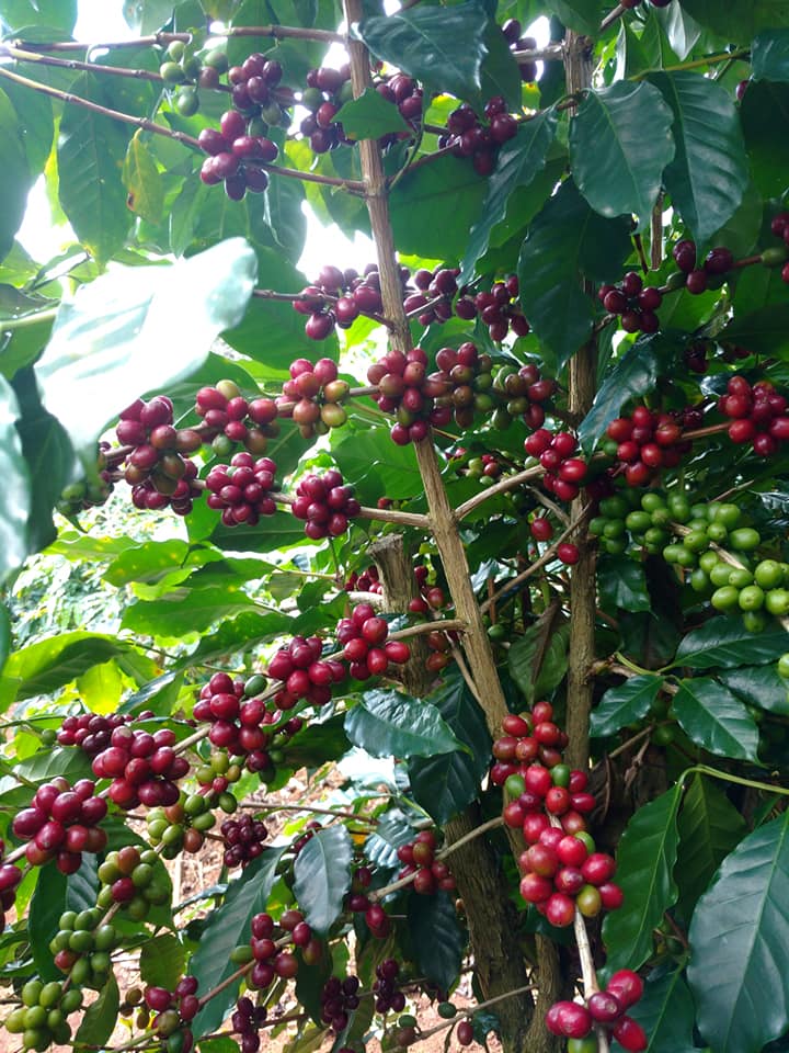 Moka Typica dai 1.jpg
