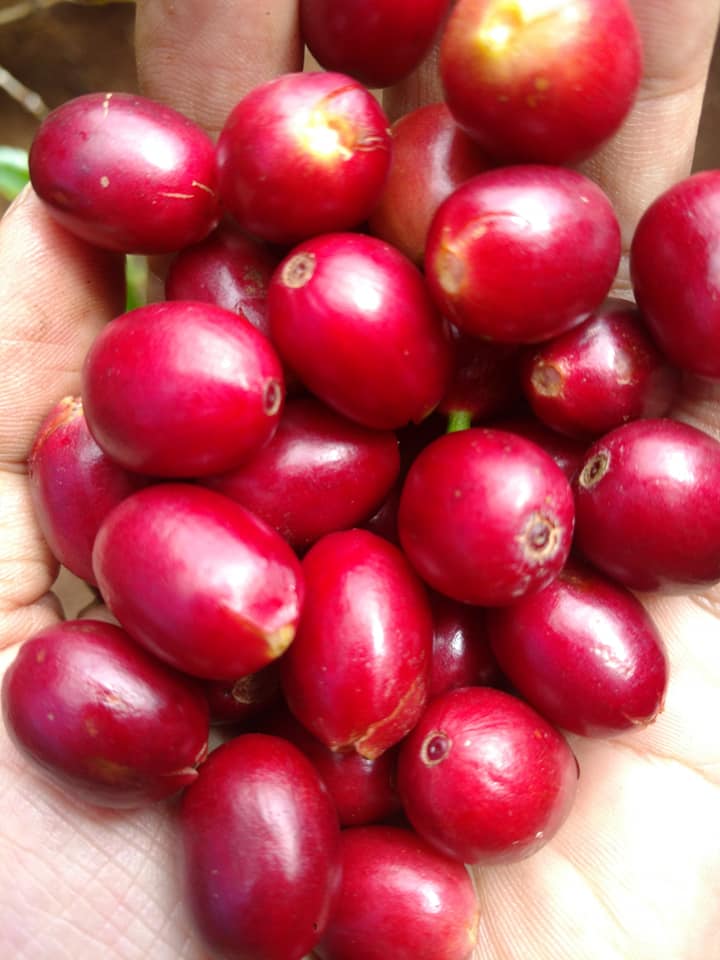 Moka Typica.jpg