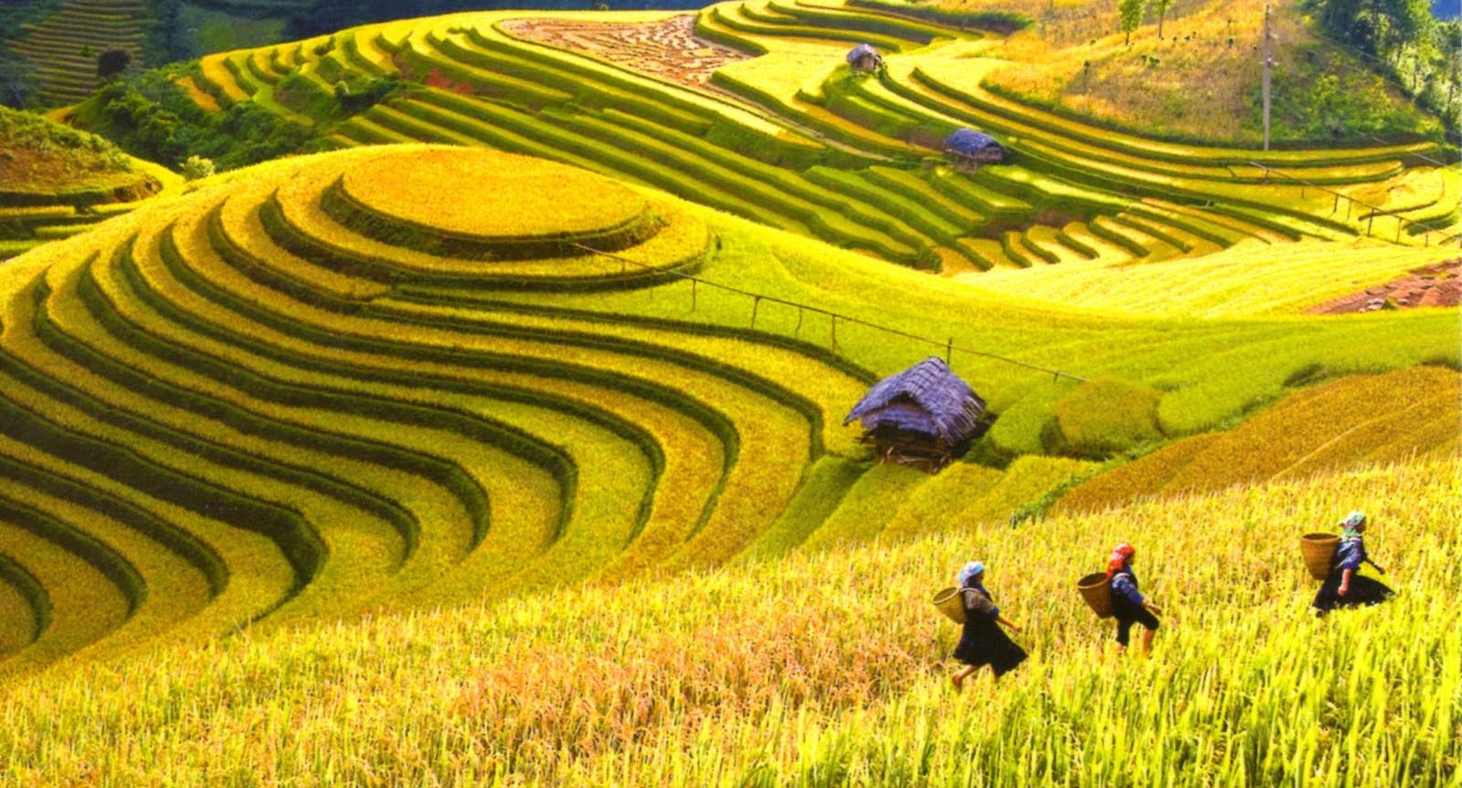 nao-long-mua-lua-chin-vang-ha-giang-1.jpg