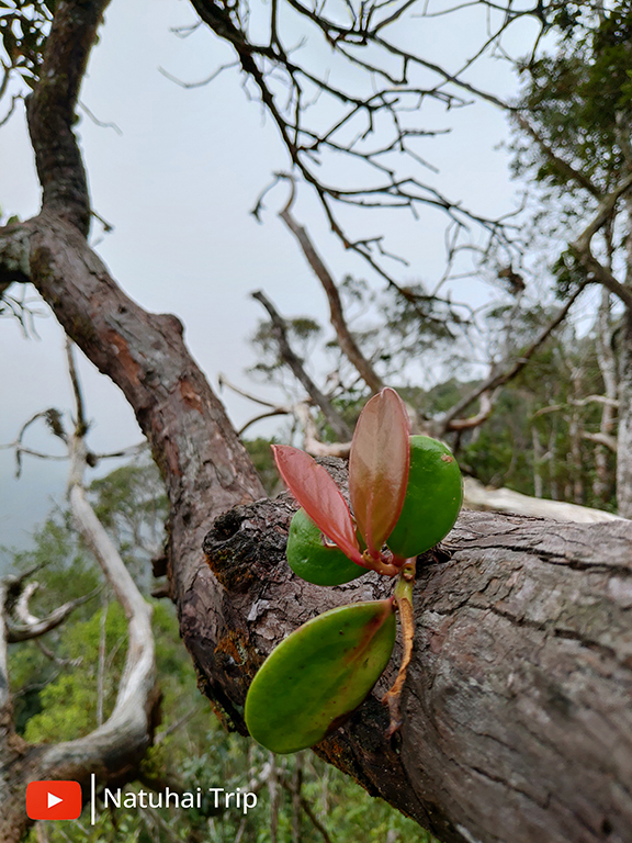 P_20201206_142636.jpg