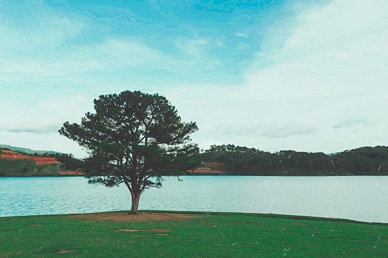 rung-thong-da-lat-cay-thong-co-don.jpg