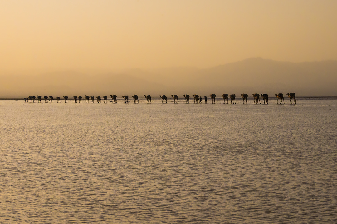 Salt-flats-camel-train-1.jpg